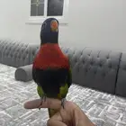 لوري متكلم بالوجه أليف