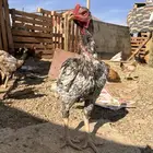 دجاج بكستاني