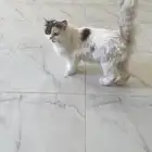 قطه لتبني هي وفروخه 6