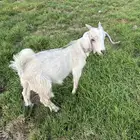 تيس