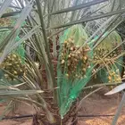 للبيع تمر بنخله