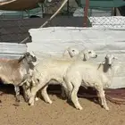 رخال وطلي تضحي شرط