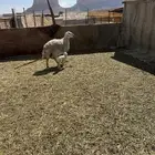 شعيب محمد المزاحمية