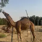 قعود مشروع فحل