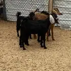 اثنين تيوس وثلاث عنق بلديه