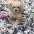 كلب اليف ضايع باليرموك