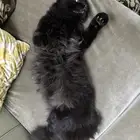 تبني