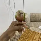 للبيع كنيور أناناسي اليف متكلم يرقص