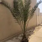 نخلة للتبرع