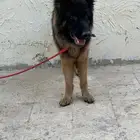 لعشاق الكلاب حراسه جيرمن
