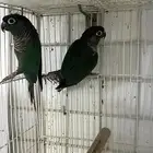 جوزين كنيور محلله(بلوشك تركواز واناناس رد فاكتور)