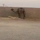 قعود فحل للبيع