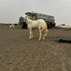 للبيع فحل حري صنف من حلال عادل السويهري