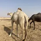 ناقه حايل