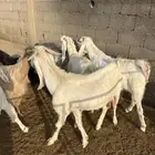 معزا مشاريك