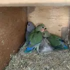 4 فروخ روز ( تم البيع )