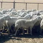 غنم حريات 182 كلها جلد