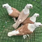 حمام لبناني