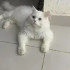 بيع