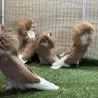 حمام جاكوبين