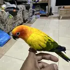 صن كنيور