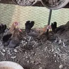 دجاج بلدي