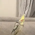 طير الكروان انثى