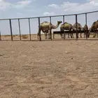 عشرا ساسها من زمل الحرار وهي حره وتحتها قعود