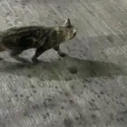 قطة لبيع حاله الصحيه ممتازة