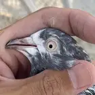 حمام باكستاني