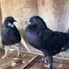 حمام نفاخ