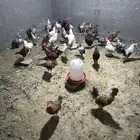 ديوك