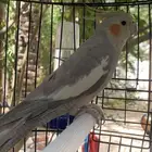 كروان (تم البيع)