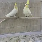 للبيع جوز كروان متكلم واليف يطلع على يد مزاجي هولندي