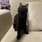 قطط للتبني قطط قطط للبيع