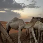 ظروبه كفو وضحى