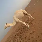 بكار للبيع رماح