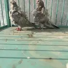 طبه كشكي