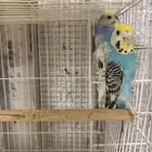 جوز بادجي هولندي مع انتاجه