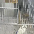 عصفور الحب مع القفص