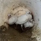 فراخة فرنسي سلفر وابيض وزاجل