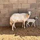 حريه والد