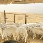 ضان مقاني دفع العدد 12 فيها 4 ولد وضربها الفحل الموقع