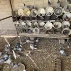 حمام زاجل وسلفر