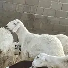 طلي