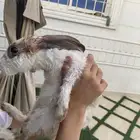أرانب تربيه بيت ومزرعه الكل جزر وكل شي رز اي شي يأكل وعشب