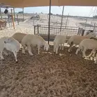 ذبايح حريات