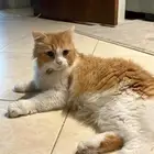 شيرازي