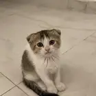 للتبني قطه انثى سكوتش مهجنه مع بلدي عمرها شهرين