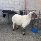 نعجه حليب
